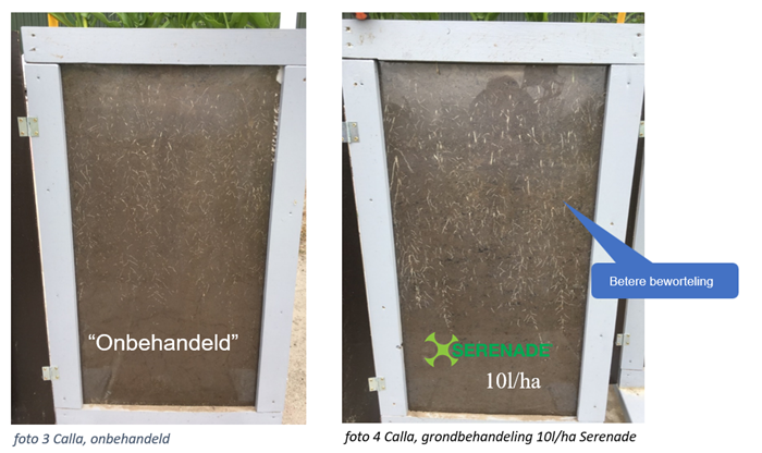 Serenade BB foto 3 en 4 calla.png